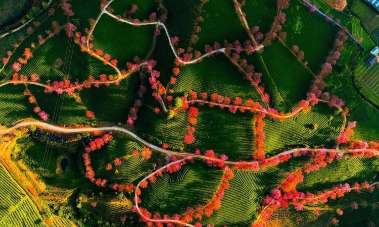 O QUY HO TEA HILL: A PINK DREAM DRIFTING ACROSS VIETNAM’S NORTHWEST&nbsp;MOUNTAINS