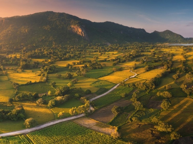 Southern gold: rice harvest season in Mekong Delta&nbsp;valley