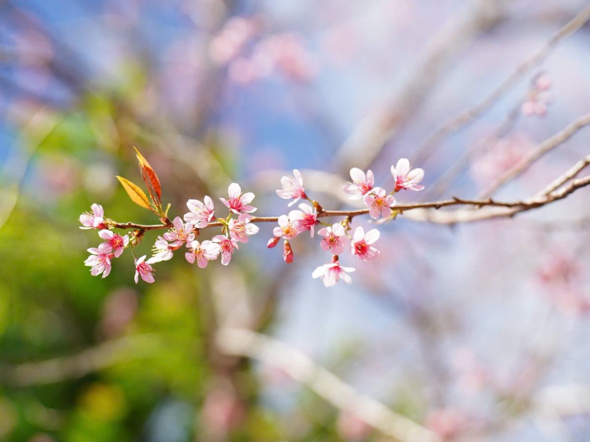 Central Vietnamese province welcomes 2026 with cherry blossoms, festive&nbsp;buzz