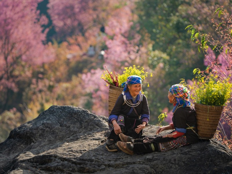 The pink forests of the northern&nbsp;pre-spring